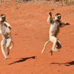 Return flights from Milan to Madagascar (Nosy Be) from €385!