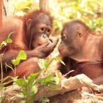 Cheap return flights from Europe to Borneo from €415!