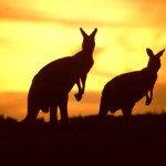 Return flights from Amsterdam to Melbourne, Australia from €526!